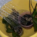 Helping an orchid with blackening roots