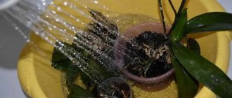 Helping an orchid with blackening roots