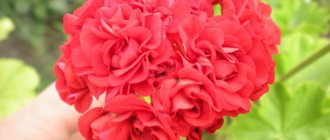 Popular varieties of pink pelargonium