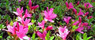 Planting and caring for azaleas at home