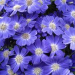 Planting and caring for cineraria in open ground