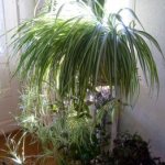 Planting and caring for chlorophytum at home: crested chlorophytum is the most common