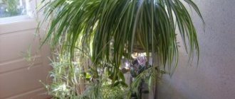 Planting and caring for chlorophytum at home: crested chlorophytum is the most common