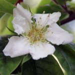 Planting and caring for medlar in the garden