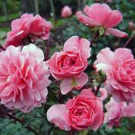 Planting and caring for Floribunda roses