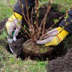 Planting climbing hydrangea