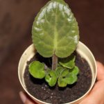 The appearance of babies on violet leaves