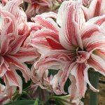 Representative of amaryllis with white and red flowers