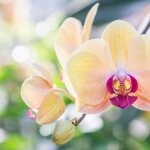 Application of Ceoflora for orchids