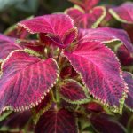 Signs and superstitions about Coleus