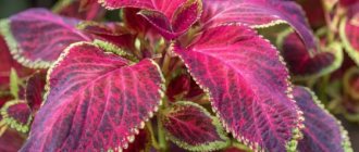 Signs and superstitions about Coleus