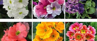 indoor primrose photo home care