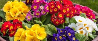 Perennial garden primrose. Planting and care, photos, cultivation, how many blooms, varieties 