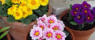 Perennial garden primrose: planting and care in open ground