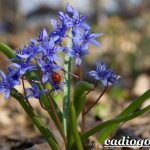 Scilla-flowers-Description-features-types-and-care-of-scilla-11