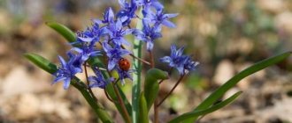 Scilla-flowers-Description-features-types-and-care-of-scilla-11