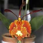 Psychopsis mariposa