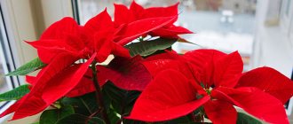 Poinsettia: home care after purchase and replanting