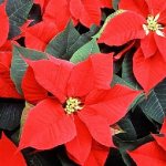 Poinsettia-flower-Description-features-types-and-growing-of-pounsettia-1