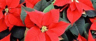 Poinsettia-flower-Description-features-types-and-growing-of-pounsettia-1