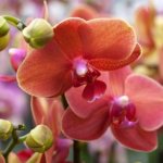 lush blooming orchid