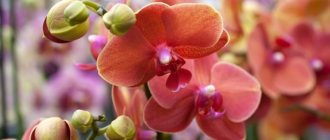 lush blooming orchid