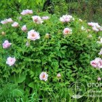 Lush, abundantly flowering bushes serve as a spectacular decoration for summer cottages and garden plots (photo by the author)