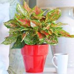 Aglaonema pleases with its appearance