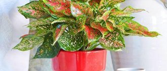 Aglaonema pleases with its appearance