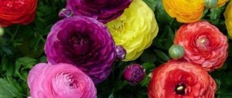 Ranunculus