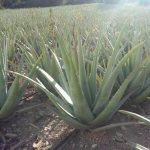 aloe plant medicinal properties