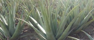 aloe plant medicinal properties