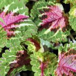 Coleus plant