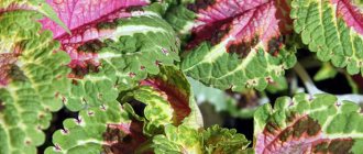 Coleus plant