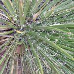 Yucca plant