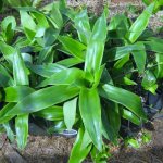 golden mustache plant