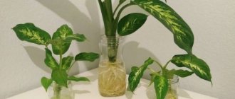 Dieffenbachia propagation