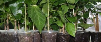 Hibiscus propagation - all methods