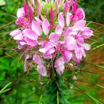 Cleome propagation