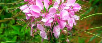 Cleome propagation