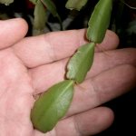 Leaf propagation