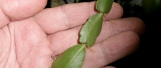 Leaf propagation