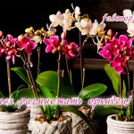 Propagation of orchids at home