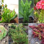 Varieties of Crassula