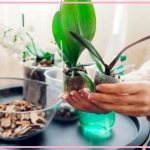 Homemade fertilizer recipes for orchids