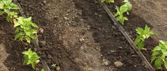 Regular watering of young plants and seedlings