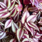 Homeland of tradescantia houseplant