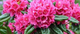 Rhododendron (70 photos): types and features of care