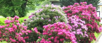 Rhododendron is represented by a wide variety of species