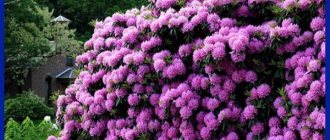 rhododendrons in the Urals care and planting